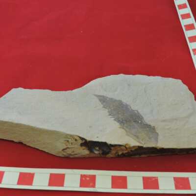 Shale