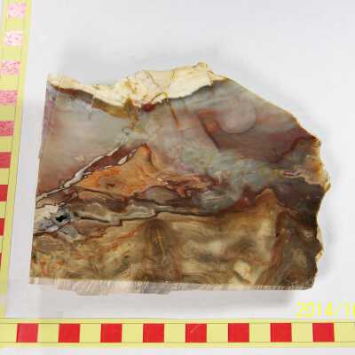 Fossilized Plant