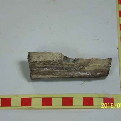 Fossilized Plant