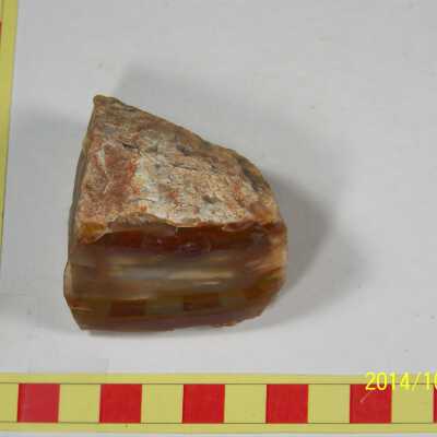 Fossilized Plant