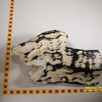 Fossilized Plant