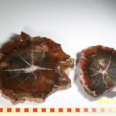 Fossilized Plant