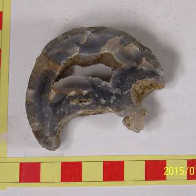 Fossilized Plant