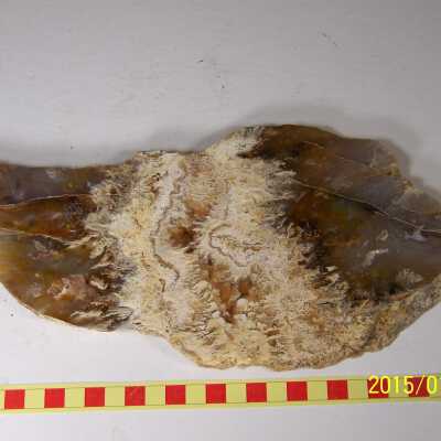 Plume Agate