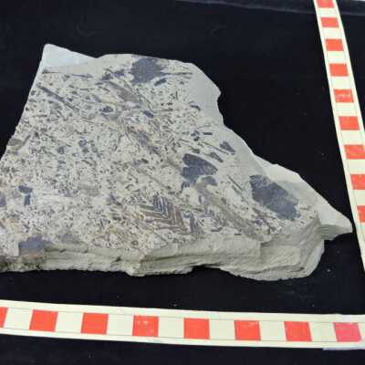 Shale