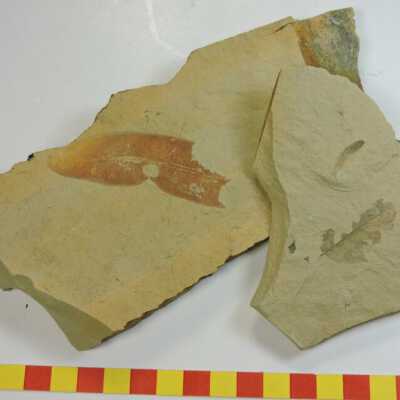 Leaf Fossils (Succor Creek)