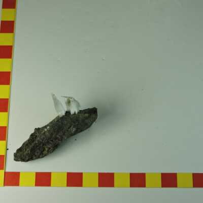 Gyrolite