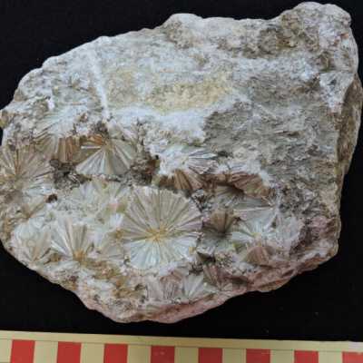Pyrophyllite