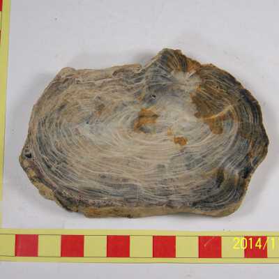 Fossilized Plant