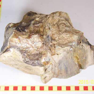 Fossilized Plant