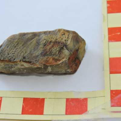 Petrified Wood