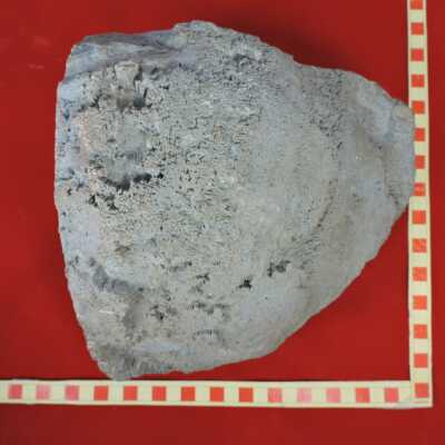 Fossilized Animal