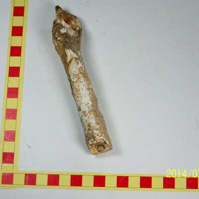 Fossilized Plant