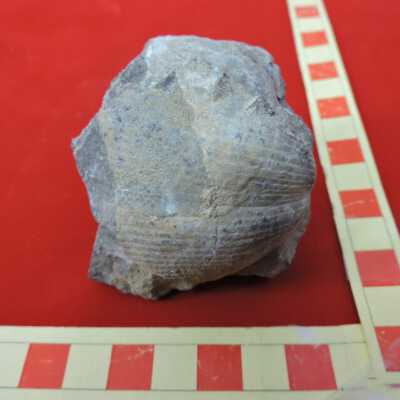 Brachiopod