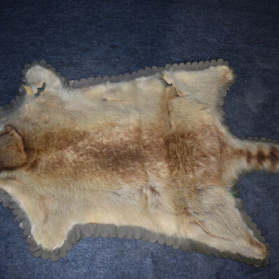Raccoon Skin Rug
