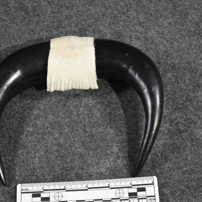 Polished Buffalo Horns