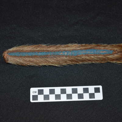 Porcupine Tail Comb