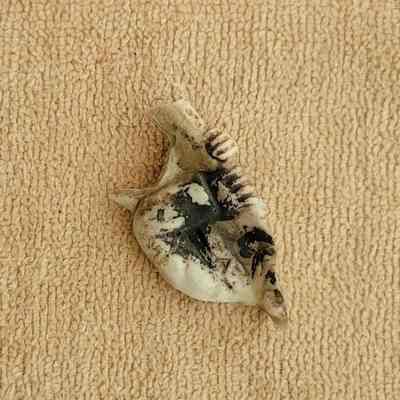 Ceramic shard