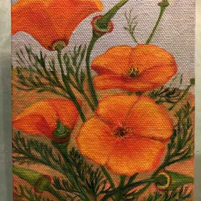 California Poppies
