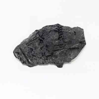 Pteridospermatophyta Fossil Impression, Shale
