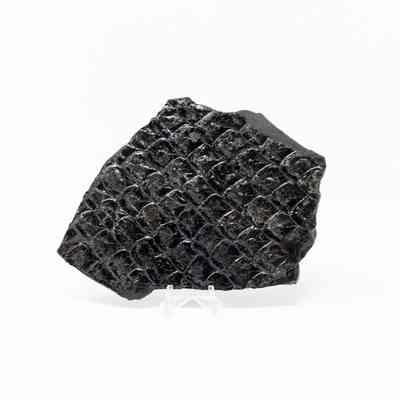Lepidodendron Fossil, Coal