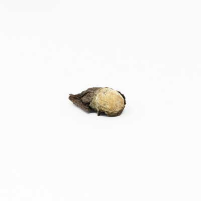 bullet embedded in wood