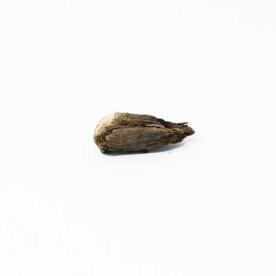 bullet embedded in wood