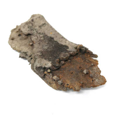 sole and hobnails, facing up and forward
