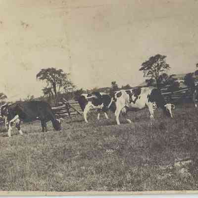 Cows on the Hammond Farm