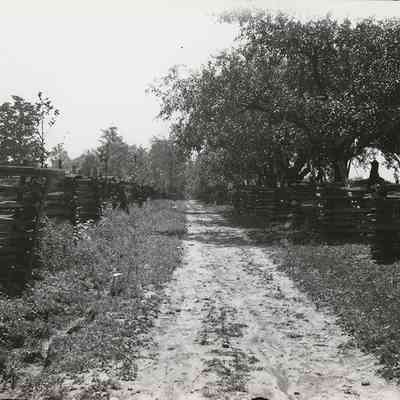 Lane on Sylvester Knittel Property (Looking South)