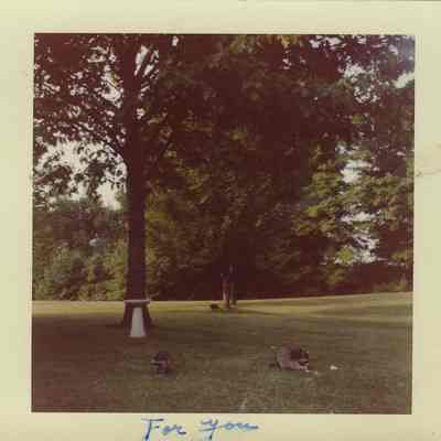 Raccoons at Woodland Cemetery (Scrapbook Excerpt)