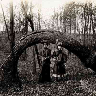 "Freak Tree" near Upper Shaker Lake, 1900