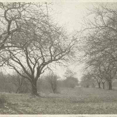Quince orchard at the John Litzel Farm