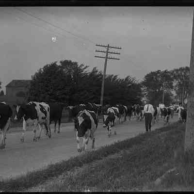People Herding Cows Down Road