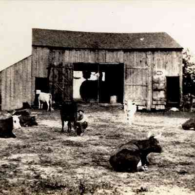 Cows on North Union Shaker Farm, 1876