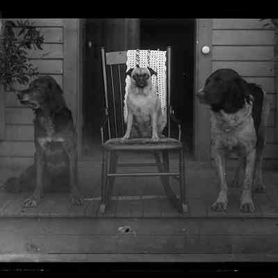 Three Dogs on Center Family Office Porch