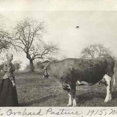 Louisa Litzel and a cow standing in an orchard, possibly the quince orchard. The photo is caption "In the Orchard Pasture, 1915, May" and "Grandma Litzel."
