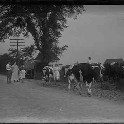 Family with Herd of Cows on Road