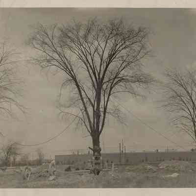 Elm Tree Transplanted at Shaker Square, 1932