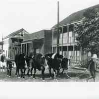 Cattle Dairy on Key West Street