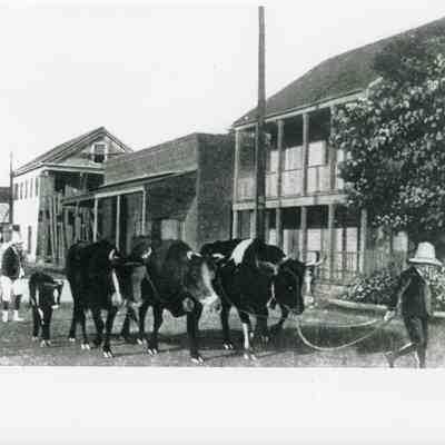 Cattle Dairy on Key West Street