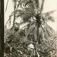 Fort San Lorenzo Ruins