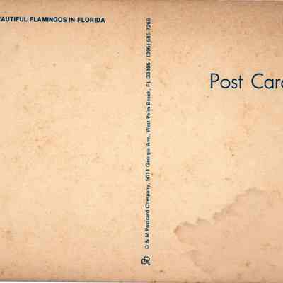 Beautiful Flamingos in Florida: © Key West Art & Historical Society