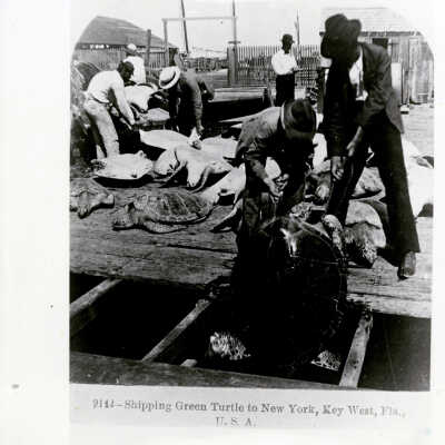 Shipping Green Turtle to New York, Key West, Fla.
