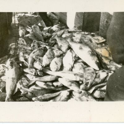 Pile of Fish
