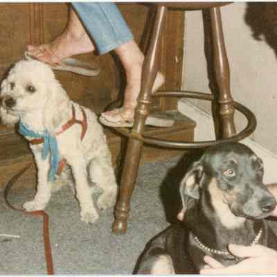 Two Dogs at a Key West Bar