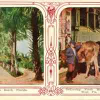Fresh Milk Delivery, Key West, Florida