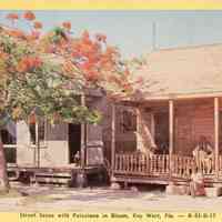 Street Scene with Poinciana in Bloom, Key West, FLA