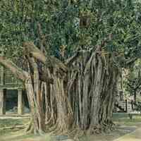 East India Banyan Tree