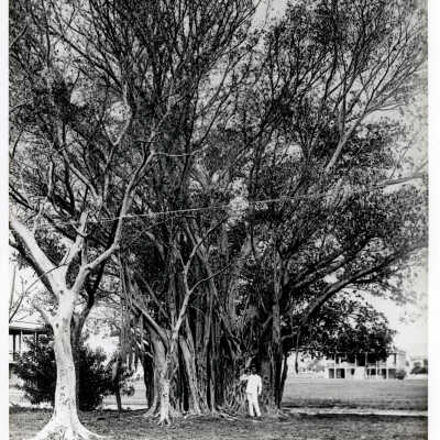 Banyon Tree at the Army Barracks